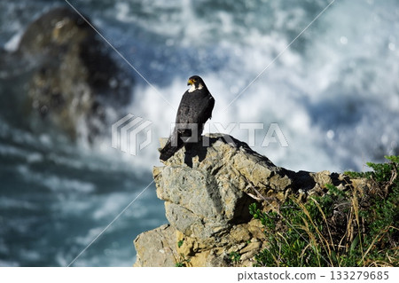 Cape Irago in autumn - A Peregrine Falcon perched on the reefs of Hinode Park 133279685
