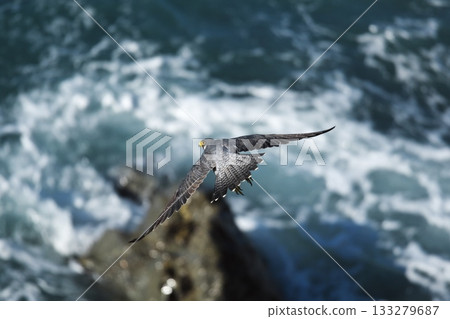 Cape Irago in autumn - Peregrine Falcon flying over the coast of Hinode Park Cape Irago in autumn - Peregrine Falcon flying over the coast of Hinode Park 133279687