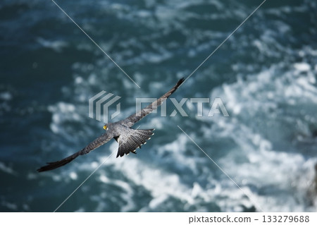 秋季的伊良岬-遊隼飛越日出公園海岸 秋季的伊良岬-遊隼飛越日出公園海岸 133279688