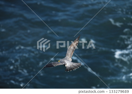 秋季的伊良岬-遊隼飛越日出公園海岸 秋季的伊良岬-遊隼飛越日出公園海岸 133279689
