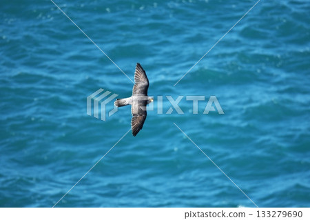 秋季的伊良岬-遊隼飛越日出公園海岸 秋季的伊良岬-遊隼飛越日出公園海岸 133279690