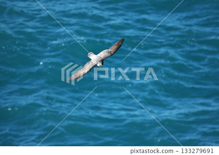 秋季的伊良岬－遊隼飛越日出公園海岸 133279691
