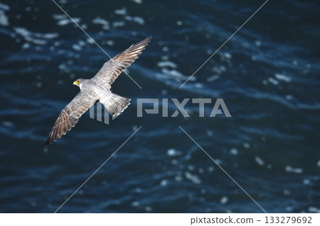 秋季的伊良岬-遊隼飛越日出公園海岸 秋季的伊良岬-遊隼飛越日出公園海岸 133279692