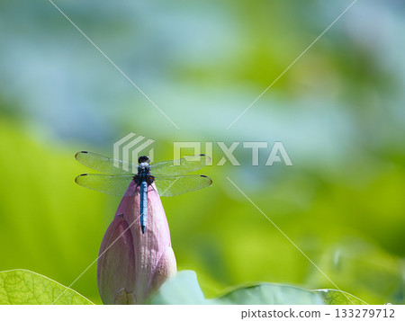 A dragonfly resting on a lotus bud 133279712