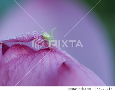 一隻花蛛棲息在蓮花上 一隻花蛛棲息在蓮花上 133279717