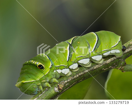 Swallowtail butterfly larva resting on a leaf Swallowtail butterfly larva resting on a leaf 133279719