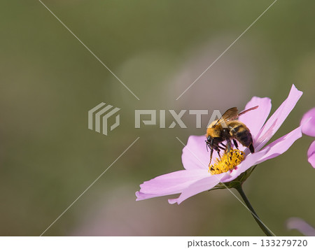 Bee honey sucking cosmos honey 133279720