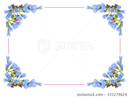 Bundle of blue symphytum flowers and buds in a corner arrangements with pink frame isolated on white Bundle of blue symphytum flowers and buds in a corner arrangements with pink frame isolated on white 133279829