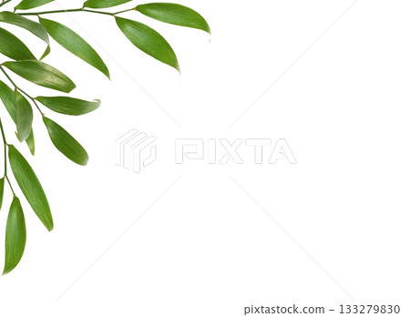 Green twig of italian ruscus (DANAE RACEMOSA) with fresh leaves in a corner arrangement isolated on white 133279830
