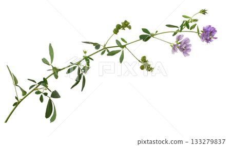 Twig of purple flowers and green leaves of lucerne (Medicago) isolated on white background. Profile view. Twig of purple flowers and green leaves of lucerne (Medicago) isolated on white background. Profile view. 133279837