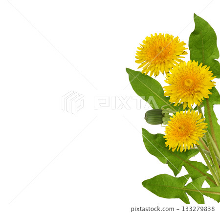 Three yellow dandelion flower and green leaves isolated on white Three yellow dandelion flower and green leaves isolated on white 133279838