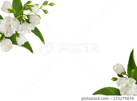 Small bouquets of Jasmine (Philadelphus) flowers in corner arrangements isolated on white Small bouquets of Jasmine (Philadelphus) flowers in corner arrangements isolated on white 133279839