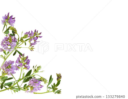 Beautiful twig of purple flowers and green leaves of lucerne (Medicago) in a corner arrangement isolated on white Beautiful twig of purple flowers and green leaves of lucerne (Medicago) in a corner arrangement isolated on white 133279840