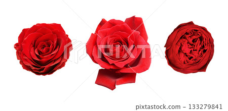 Set of different tipes of red rose flowers isolated on white background 133279841