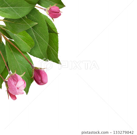 Closeup of pink flowers and green leaves of Malus floribunda (profusely flowering apple) in a corner arrangement isolated on white Closeup of pink flowers and green leaves of Malus floribunda (profusely flowering apple) in a corner arrangement isolated on white 133279842