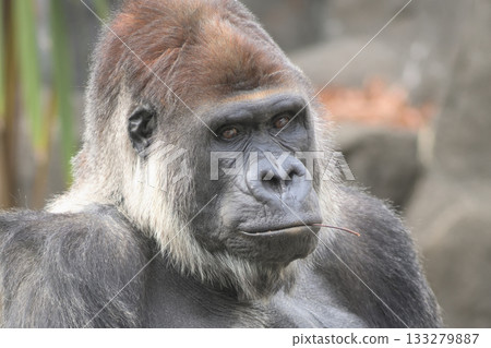 一隻大猩猩拿著一根樹枝，試圖裝酷。 133279887