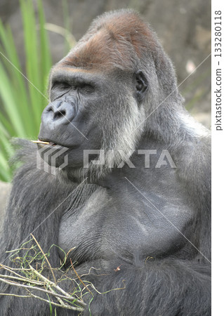 一隻大猩猩閉上眼睛,把一根樹枝放在嘴唇上刺激味蕾。 一隻大猩猩閉上眼睛,把一根樹枝放在嘴唇上刺激味蕾。 133280118