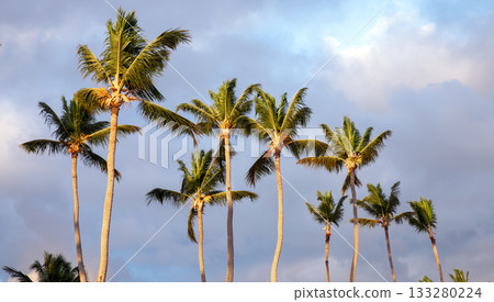 Rows of coconut palm trees sway beneath a blue, cloud filled sky 133280224
