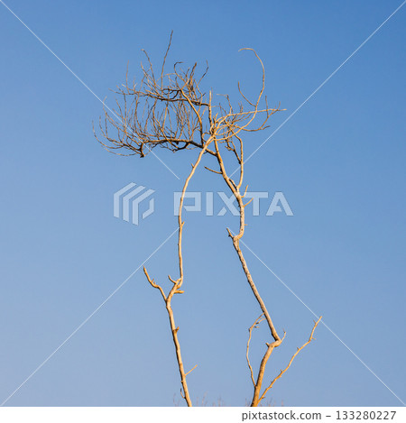 A stark, leafless tree rises against a crisp blue sky 133280227
