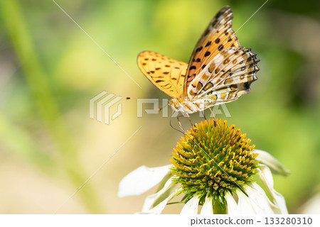 A swallowtail butterfly sucking nectar from an exena flower 133280310