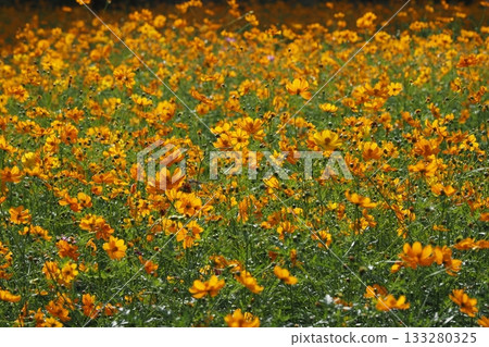 Kibana cosmos field in full bloom 133280325