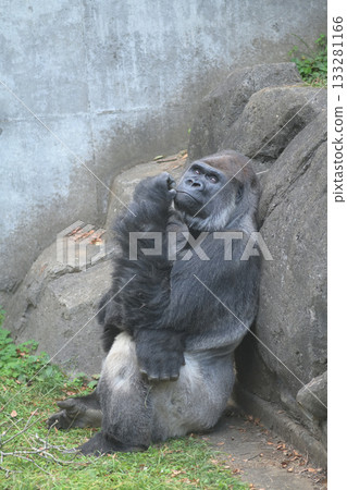 A gorilla wondered why the sky was changing color A gorilla wondered why the sky was changing color 133281166