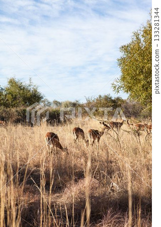 Deer on grassy field in forest Deer on grassy field in forest 133281344
