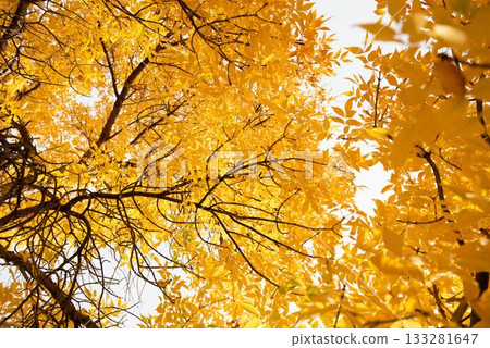 Flat design is showing deciduous branches weaving golden-yellow leaves against pale overcast sky Flat design is showing deciduous branches weaving golden-yellow leaves against pale overcast sky 133281647