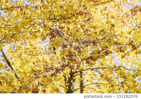 銀杏果實，從晚秋到初冬結果。 133282076