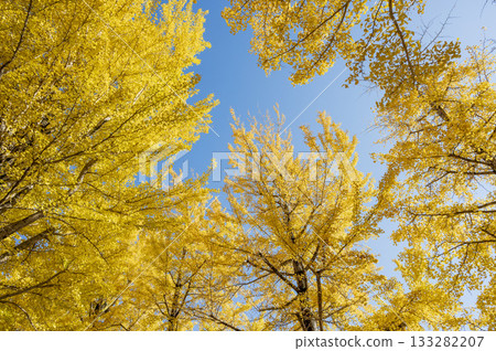 銀杏樹在深秋時節變紅。 133282207