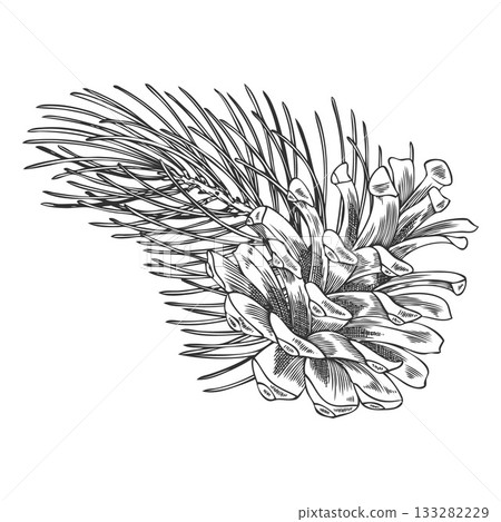 A hand-drawn black and white vintage illustration of a pine branch with a pine cone. 133282229