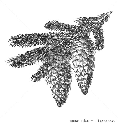 Hand sketch of a Siberian fir branch with cones, monochrome engraved style. 133282230