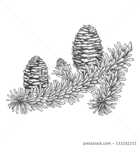 Black and white sketch of a balsam fir branch with cones, hand-drawn, coniferous tree. Black and white sketch of a balsam fir branch with cones, hand-drawn, coniferous tree. 133282231