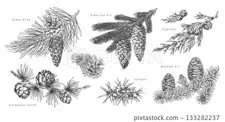 Black and white educational poster with various coniferous branches and tree cones, hand-drawn. 133282237