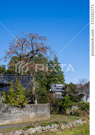 Landscape with persimmon trees in Satoyama Landscape with persimmon trees in Satoyama 133282271