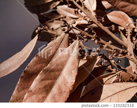 Dry laurel branch with berries 133282318