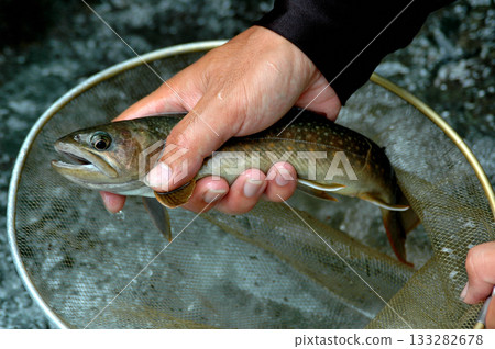 Beautiful, large wild trout caught in the Shikadome River Beautiful, large wild trout caught in the Shikadome River 133282678
