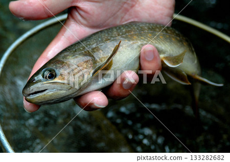 在鹿留河捕獲的美麗碩大的野生鱒魚 在鹿留河捕獲的美麗碩大的野生鱒魚 133282682