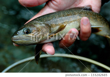 在鹿留河捕獲的美麗碩大的野生鱒魚 在鹿留河捕獲的美麗碩大的野生鱒魚 133282685