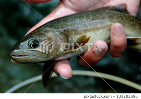 Beautiful, large wild trout caught in the Shikadome River Beautiful, large wild trout caught in the Shikadome River 133282686
