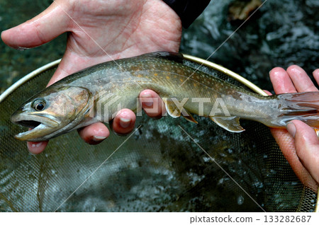 在鹿留河捕獲的美麗碩大的野生鱒魚 在鹿留河捕獲的美麗碩大的野生鱒魚 133282687