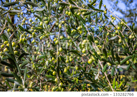 Shodoshima Olive Park 133282766