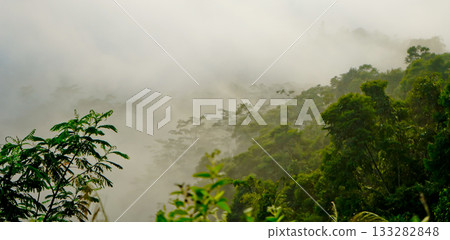 beautiful view of tropical rainforest shrouded in mist beautiful view of tropical rainforest shrouded in mist 133282848
