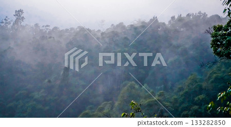 beautiful view of tropical rainforest shrouded in mist 133282850