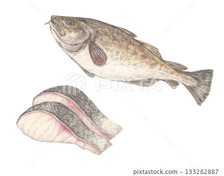 鱈魚和鱈魚片水彩彩色鉛筆魚插圖 133282887