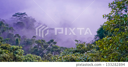 beautiful view of tropical rainforest shrouded in mist beautiful view of tropical rainforest shrouded in mist 133282894