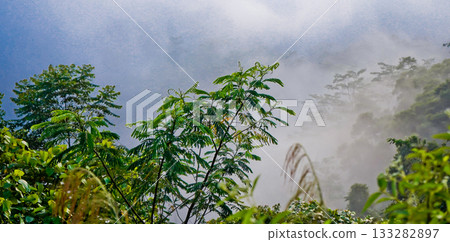 beautiful view of tropical rainforest shrouded in mist beautiful view of tropical rainforest shrouded in mist 133282897