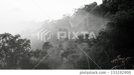 beautiful view of tropical rainforest shrouded in mist beautiful view of tropical rainforest shrouded in mist 133282900