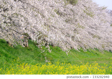 Rapeseed flowers and cherry blossom trees in spring Rapeseed flowers and cherry blossom trees in spring 133282940