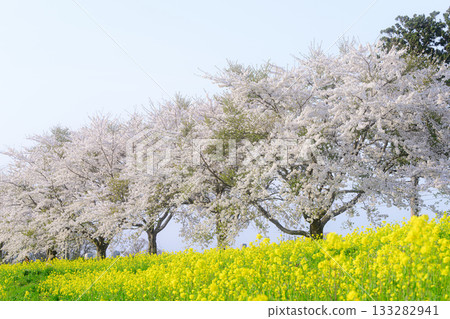 Rapeseed flowers and cherry blossom trees in spring Rapeseed flowers and cherry blossom trees in spring 133282941
